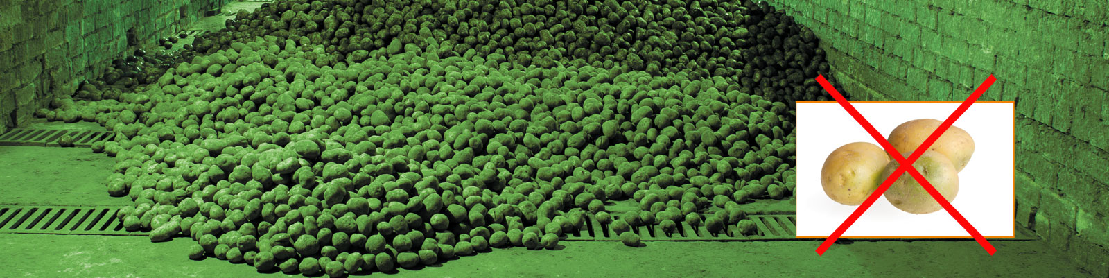 Bild von einem Kartoffellager mit grünem Licht gegen Solaninbildung